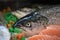 Closeup of the head on a whole fresh raw salmon fish