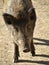 Closeup of a  head of a wild boar