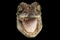 Closeup Head Young Cayman Crocodile with opened mouth Isolated Black