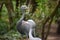 Closeup of the heads of two big African Blue Cranes in South Africa