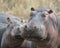 Closeup of the heads of two hippos of different sizes standing on land