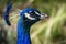 Closeup headshot of a blue feathered peacock with a blurry background