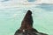 Closeup headshot of north atlantic harbor seal