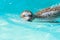 Closeup headshot of north atlantic harbor seal