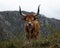 Closeup headshot portrait of a barrosao bos taurus cattle domestic longhorn bull near Padrao Porta Cova Portugal