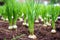 closeup of healthy and growing garlic plants