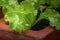 Closeup of healthy organic young homegrown lettuce, specie lactuca sativa, it is a source of vitamin K and vitamin A.