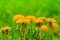 Closeup heap of dandelions