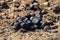 Closeup of a heap of donkey manure on dry grass