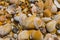 closeup heap of empty marine shell on sandy sea beach