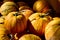 Closeup of a heap of 'Fireball' pumpkins, Cucurbita maxima. Excellent for pumpkin pies.