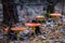 closeup heap of red flyagaric mushroom in forest