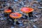 Closeup heap of red flyagaric mushroom in forest