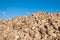 Closeup of a heap of sugar beets against the blue sky