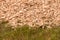 Closeup of a heap of woodchips dumped in the grass