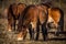 Closeup on heard of wild horses, exmoor pony grazing in Podyji