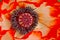 Closeup of the heart of an oriental poppy flower with white and red petals