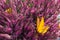 Closeup of heather flowers