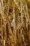 Closeup of heavy ripe barley heads in a field