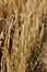 Closeup of heavy ripe barley heads in a field