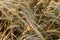 Closeup of heavy ripe barley heads in a field