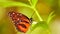 Closeup of Hecale Longwing butterfly in aviary