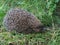 Closeup hedgehog in green grass . Cute hedgehog face with beady eyes. Erinaceus europaeus. Nocturnal animal in wildlife