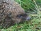 Closeup hedgehog in green grass . Cute hedgehog face with beady eyes. Erinaceus europaeus. Nocturnal animal in wildlife