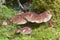 Closeup of hedgehog mushroom in moss