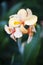 Closeup of hedychium flower