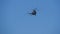 Closeup of helicopter fly overhead on blue sky by day. Russian helicopter hovered above the ground