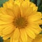 Closeup of a heliopsis flower