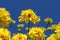Closeup of heliopsis flowers against a blue sky background