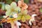 Closeup of hellebore flowers in bloom