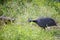 Closeup Helmeted guinea fowl birds showing on grass field