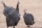 Closeup of Helmeted guineafowl Numida meleagris