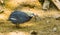 Closeup of a helmeted guineafowl, popular tropical bird specie from Africa