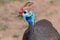 Closeup of a Helmeted Guineafowls head