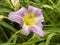 Closeup of a Hemerocallis daylily, variety Catherine Woodbury