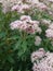 Closeup of hemp-agrimony flowers blooming in the garden