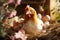 closeup of a hen in a chicken coop hatching eggs on straw