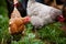 Closeup of a hen in a farmyard