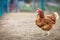 Closeup of a hen in a farmyard