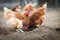 Closeup of a hen in a farmyard