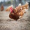 Closeup of a hen in a farmyard