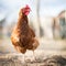 Closeup of a hen in a farmyard