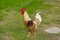 Closeup of a hen in a farmyard