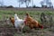 Closeup of a hens in a farmyard. Free-range hens on a farm.