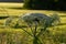 Closeup of Heracleum sosnowskyi growing in a field on a sunny day