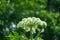 Closeup of the Heracleum, species includes hogweed and cow parsnip.